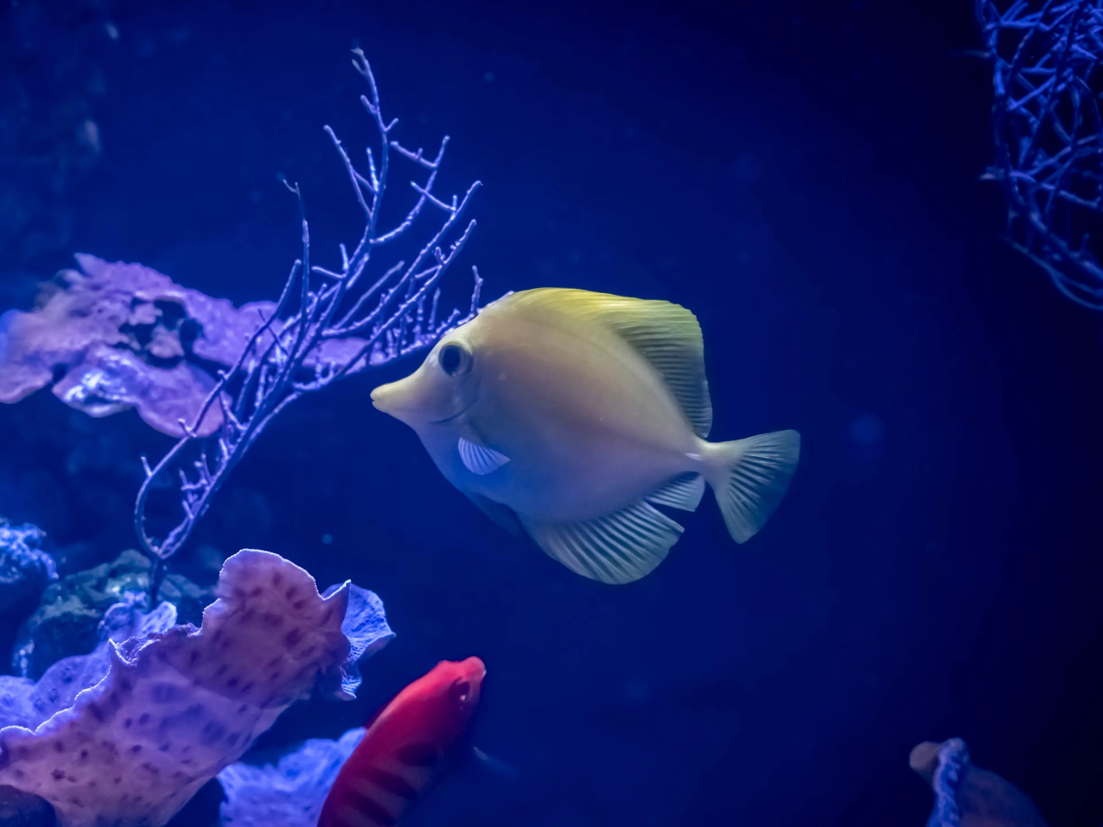 Colorful Fish Swimming