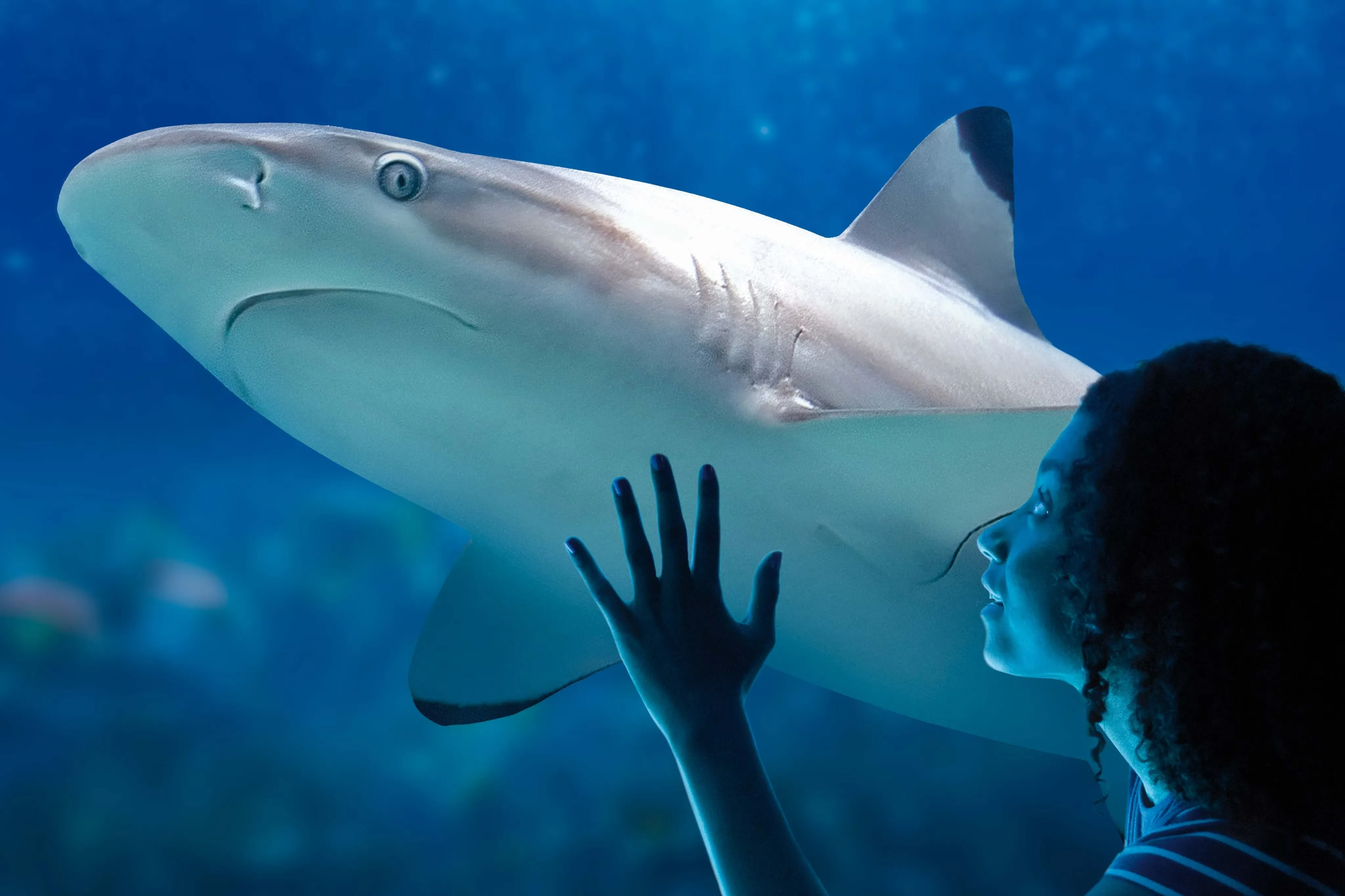 Sharks and Rays at the Paris Aquarium: Behavior, Anatomy & Care