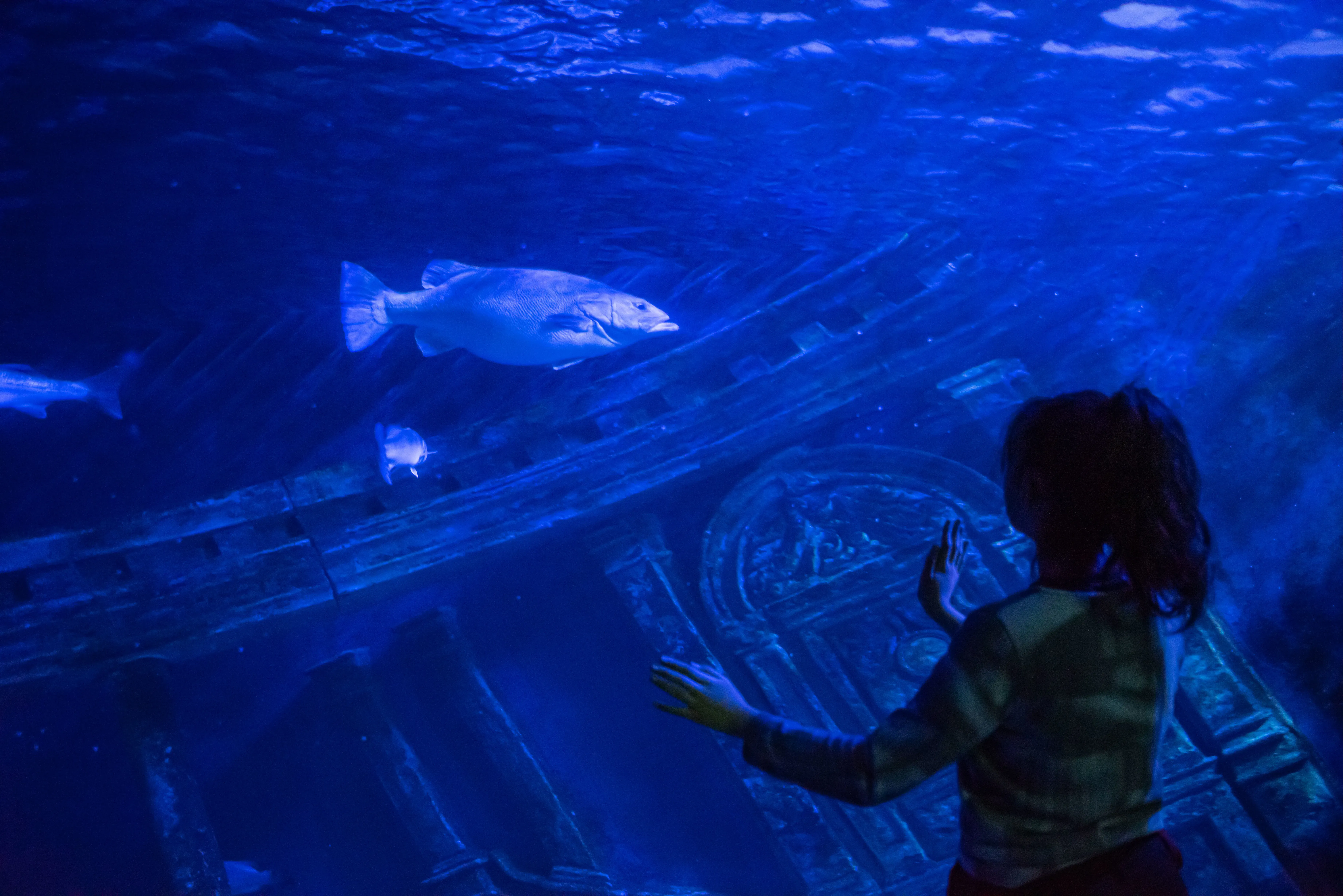 Accessibility & Visitor Facilities at the Paris Aquarium: Mobility, Sensory Considerations & Comfort Planning